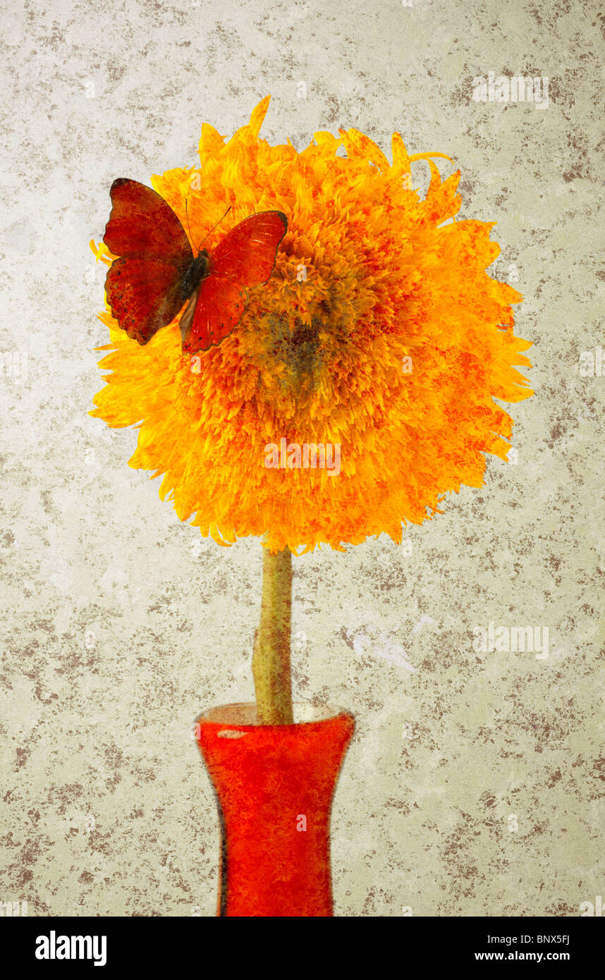Sunflower and red butterfly Stock Photo Alamy