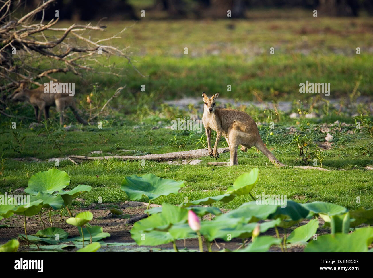 Agile Wallaby (Macropus agilis) in the Mary River Wetlands. Mary River National Park, Northern Territory, AUSTRALIA. Stock Photo