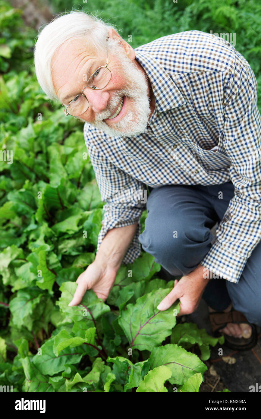 Organic Farmer Inspecting Beetroot Crop In Greenhouse Stock Photo
