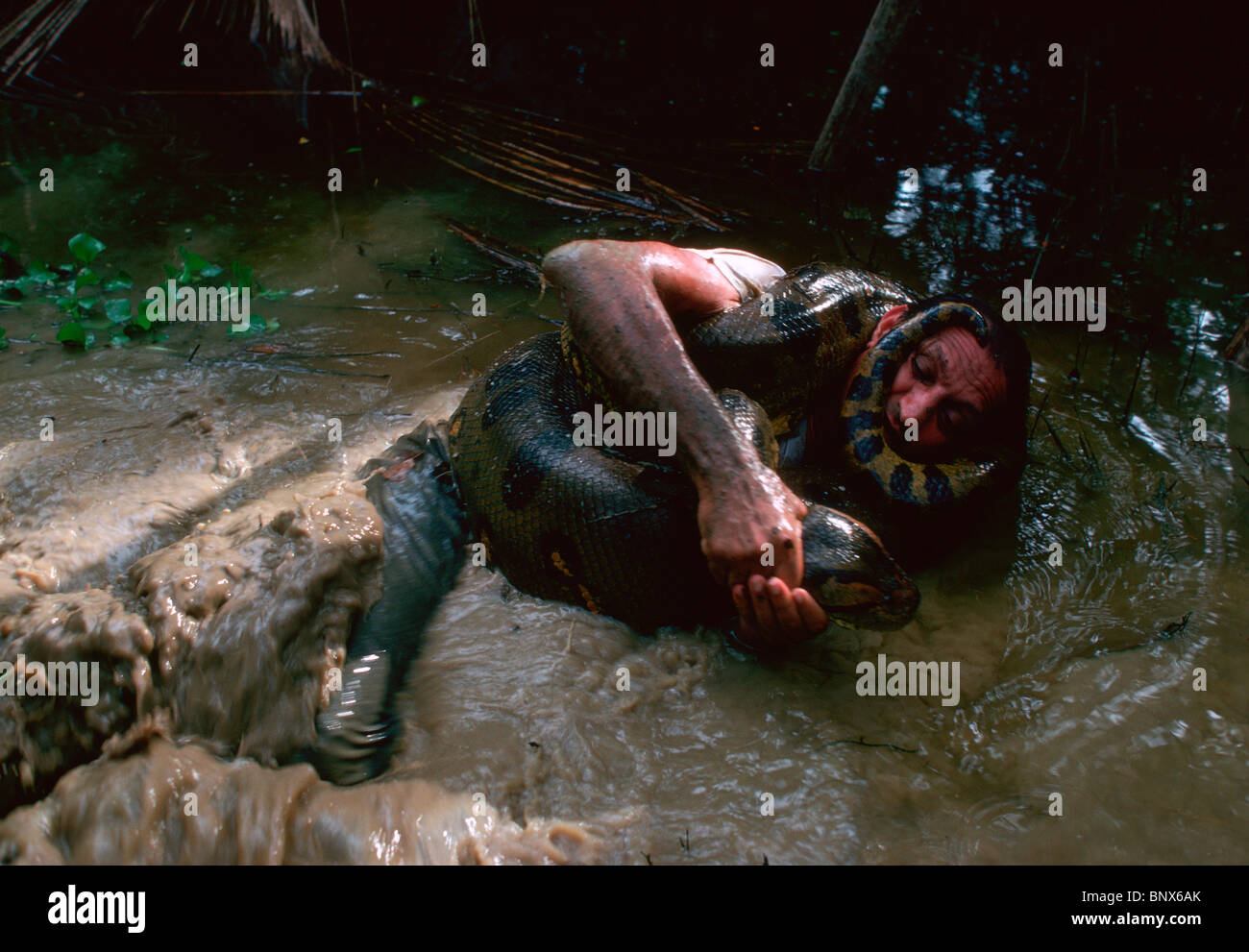 Man wrestles green anaconda in Amazonian swamp. Stock Photo
