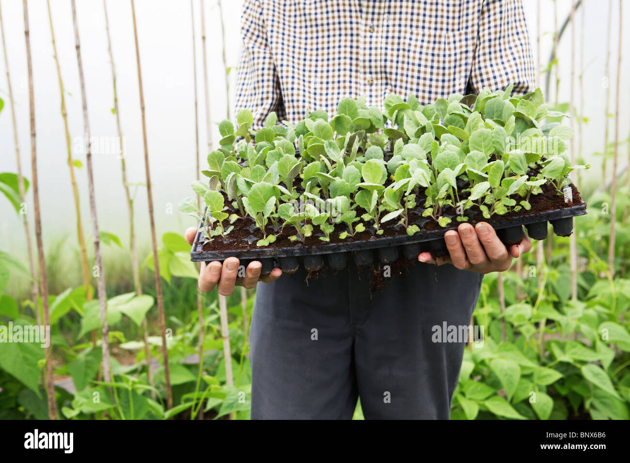 Close Up Of Farmer Holding Seedlings In Greenhouse Stock Photo