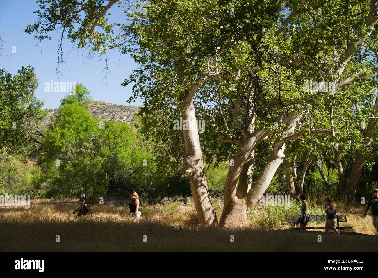 Montezuma Castle National Park historic Sinagua Indian cliff dwelling