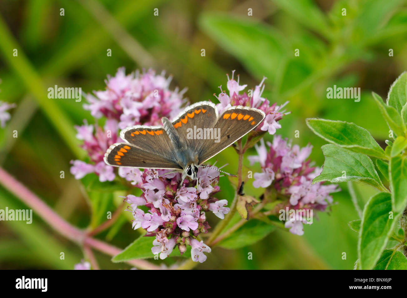 Brown Argus Butterfly - Aricia agestis on Majoram Stock Photo