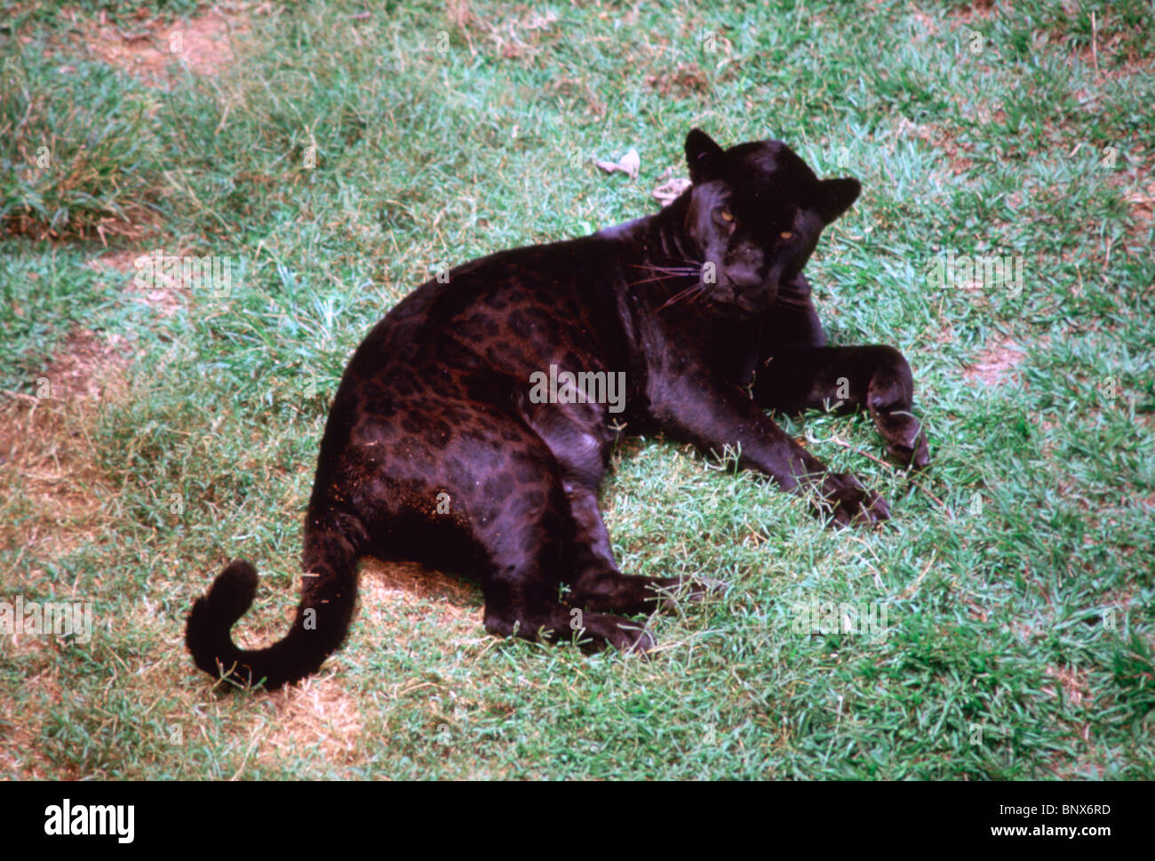 Black jaguar Stock Photo
