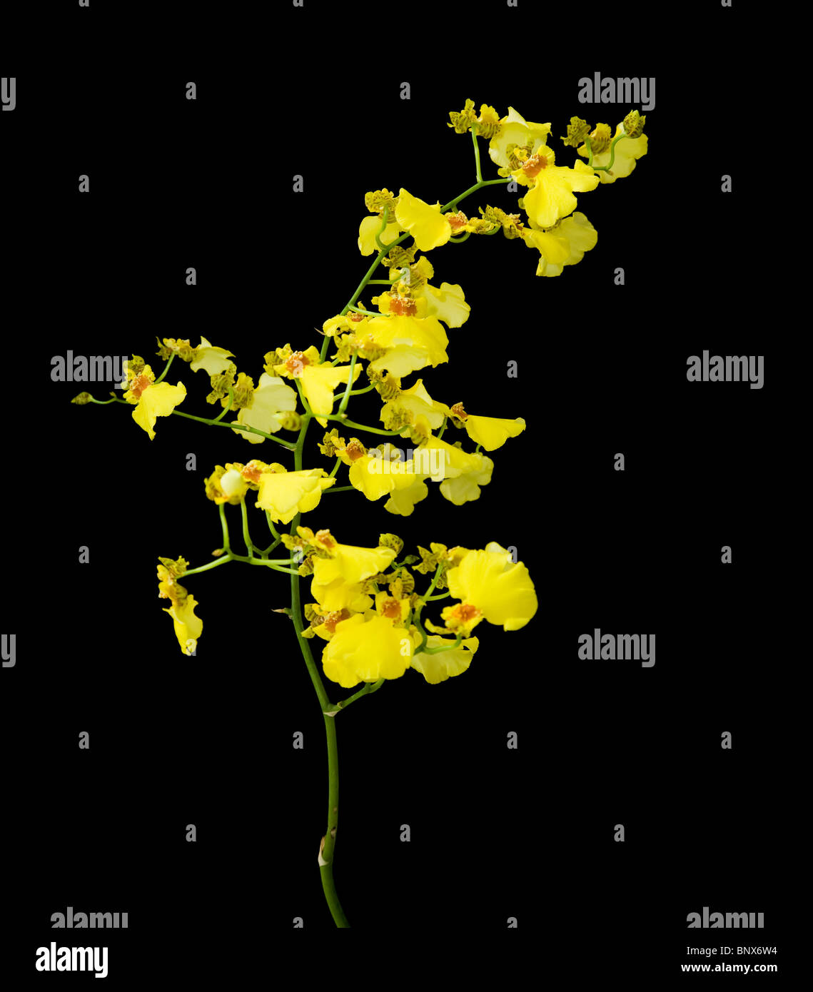 bright yellow Oncidium orchid isolated on black background Stock Photo