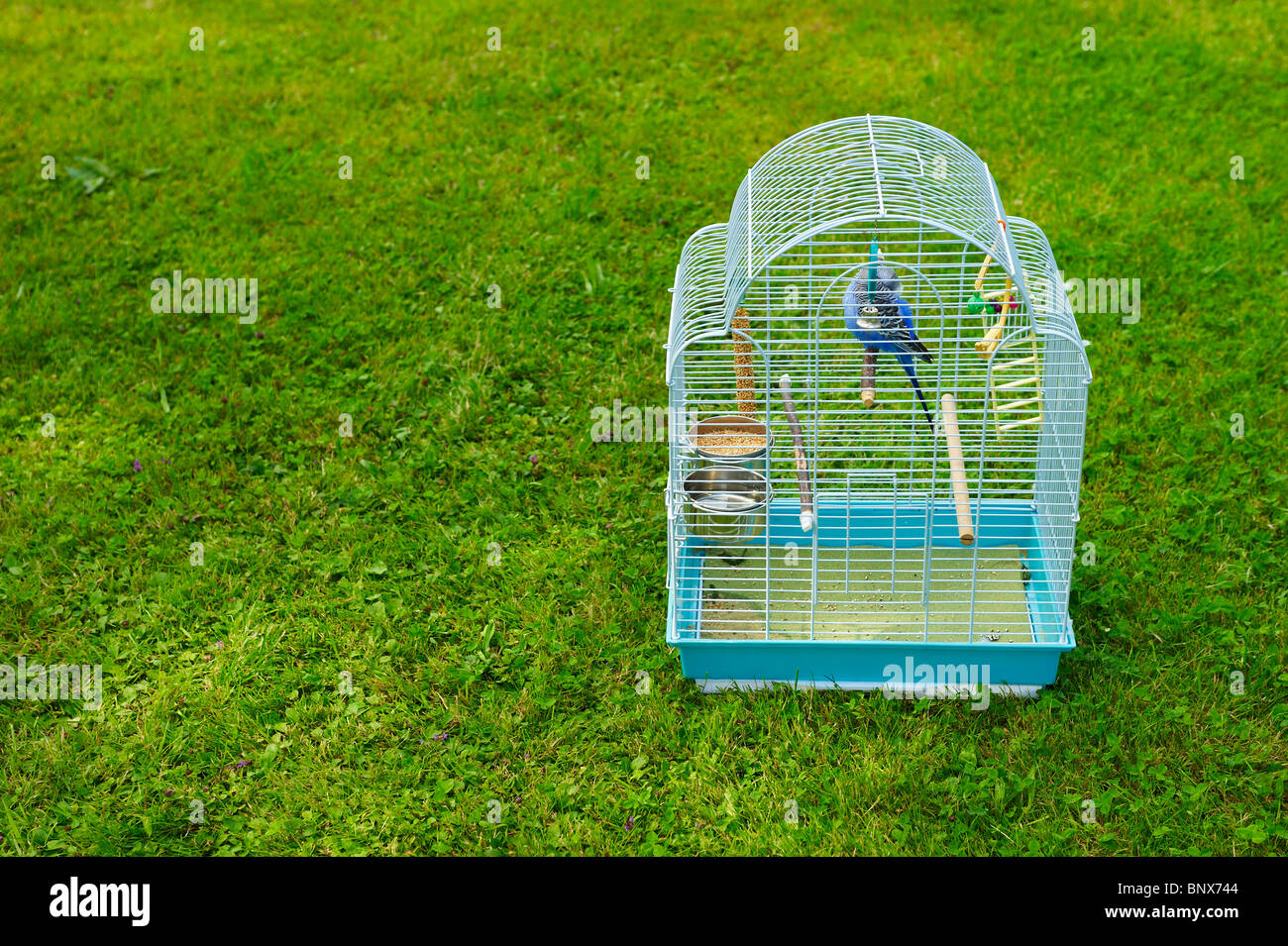 Parrot in cage outside Stock Photo Alamy
