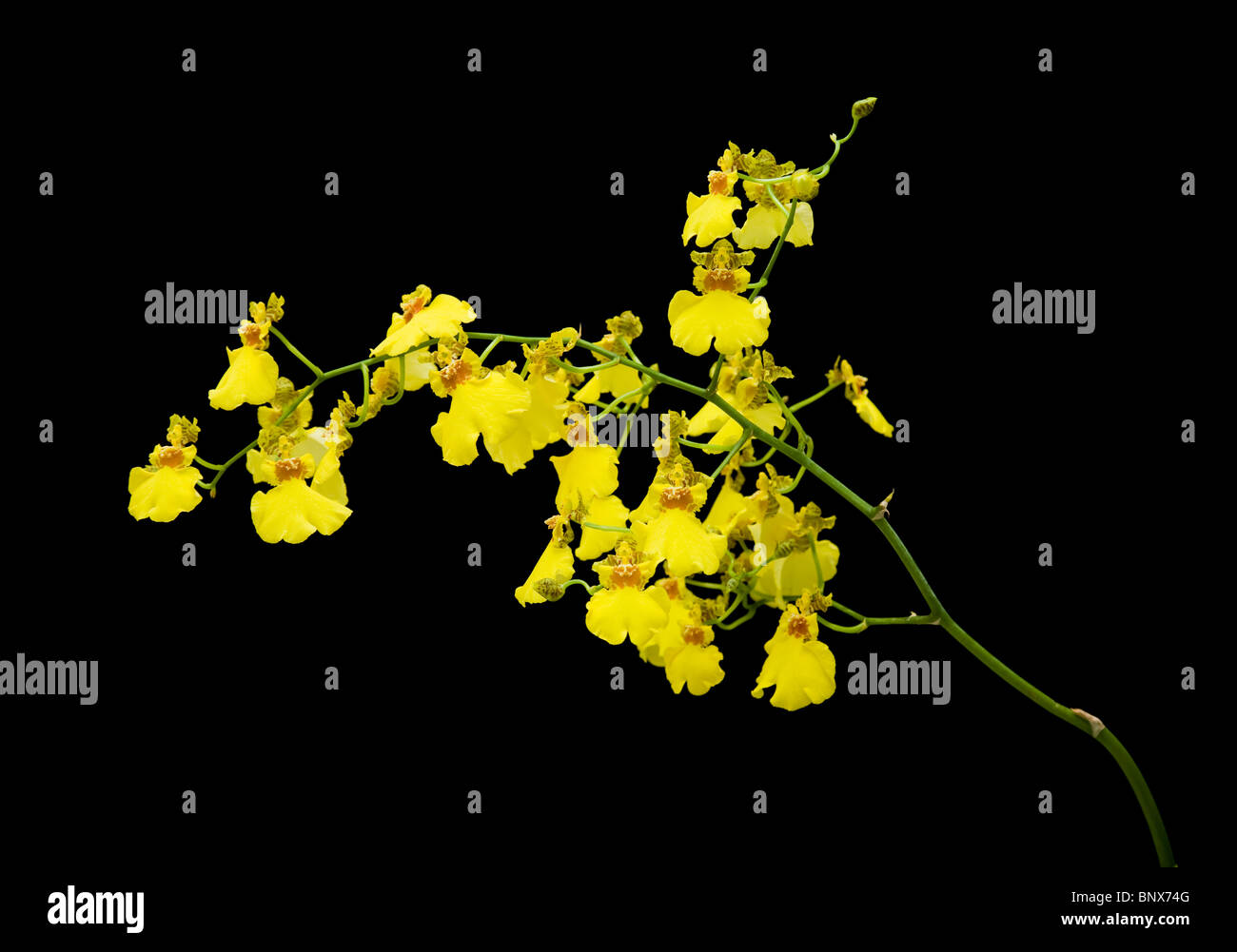 bright yellow Oncidium orchid isolated on black background; Stock Photo