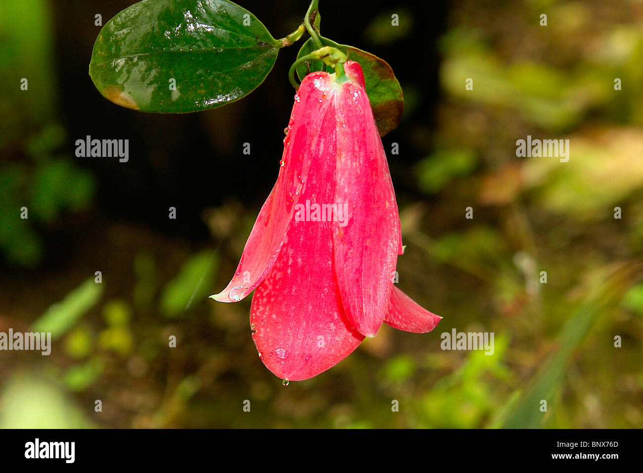 Flower copihue hi-res stock photography and images - Alamy