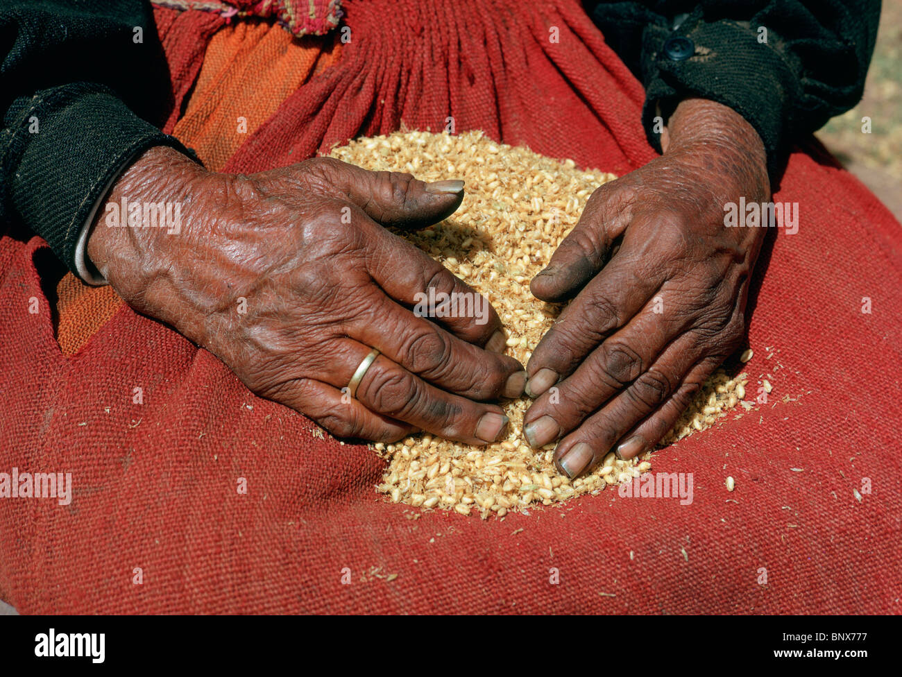 Peruvian highland woman with barley. Stock Photo