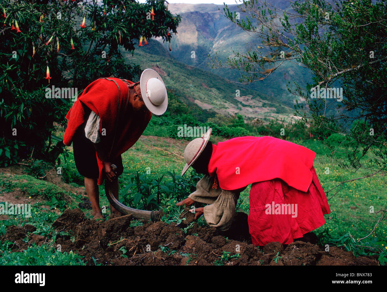 Andean peasant pries dirt clods with a foot plow. Stock Photo