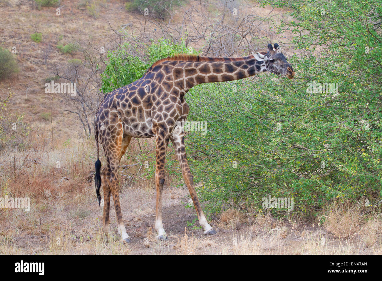 Reticulated giraffe (Giraffa camelopardalis reticulata) eating a low bush, Tsavo East national Park, Kenya. Stock Photo