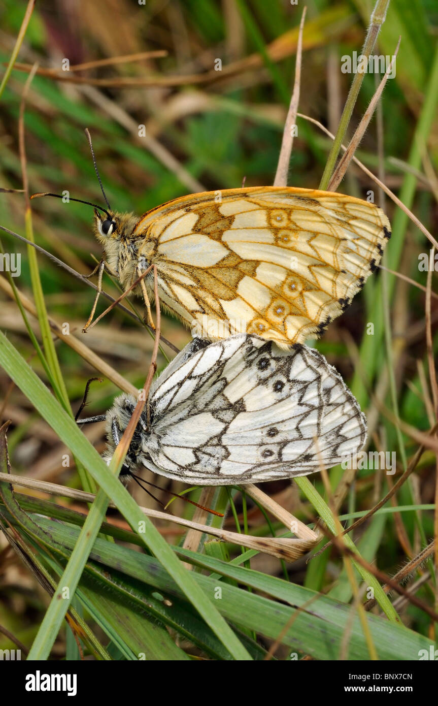 Marbled White Butterfly - Melanargia galathea Pair mating in grass Stock Photo