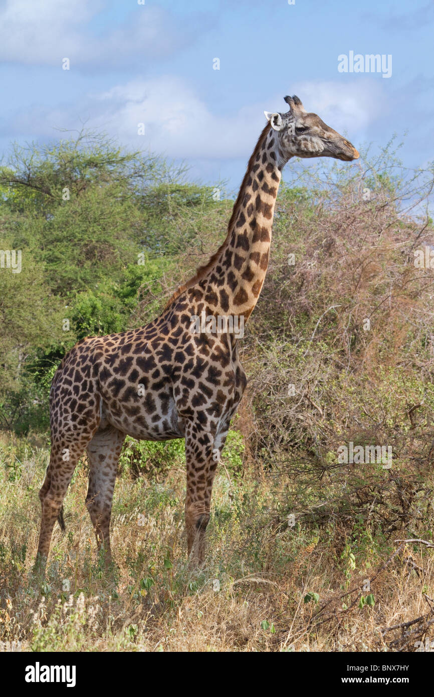Masai giraffe (Giraffa camelopardalis tippelskirchi), Tsavo East national Park, Kenya. Stock Photo