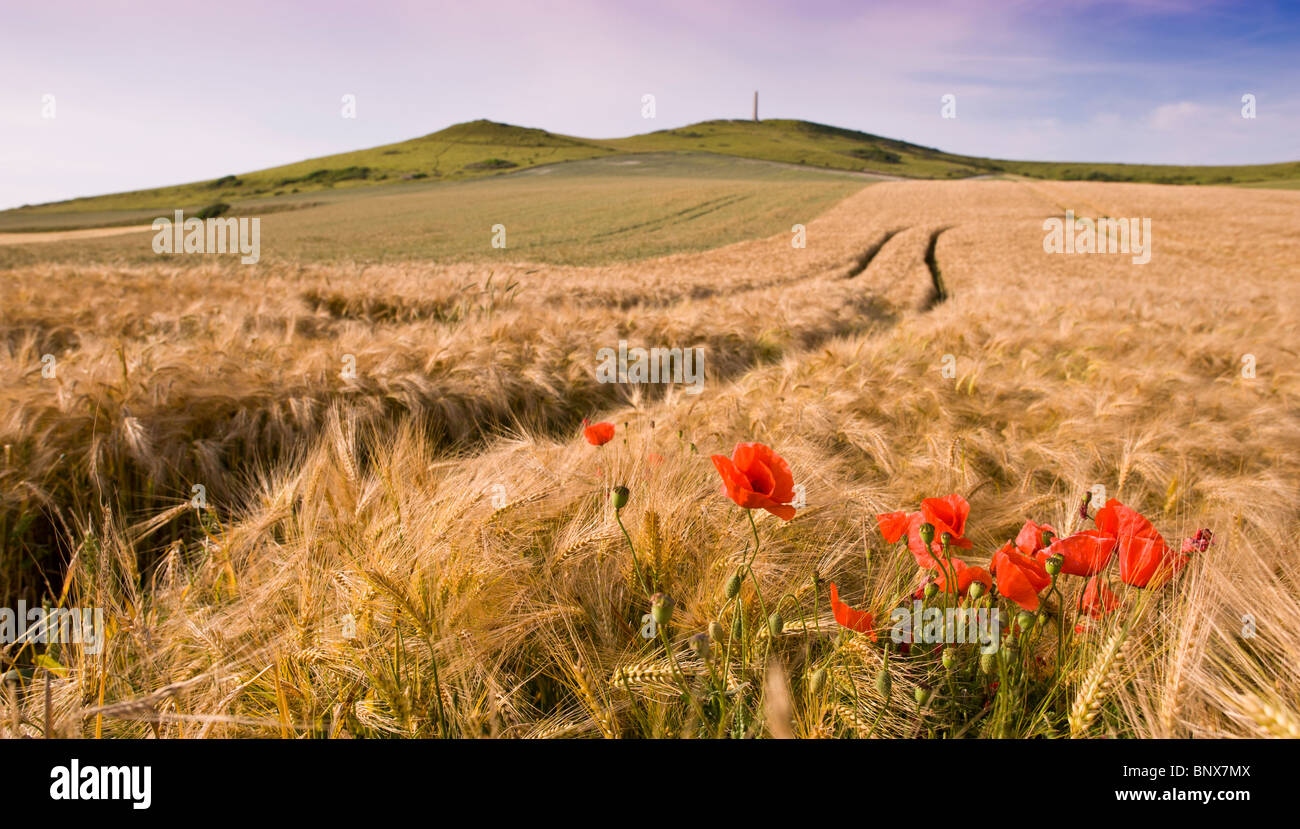 Cornfield with poppies in Northern France Stock Photo