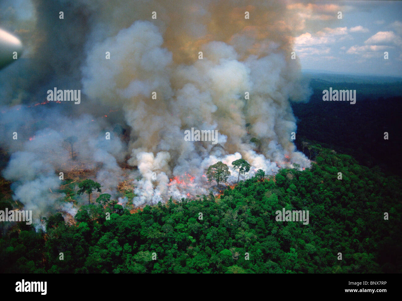Amazon rain forest afire. Stock Photo