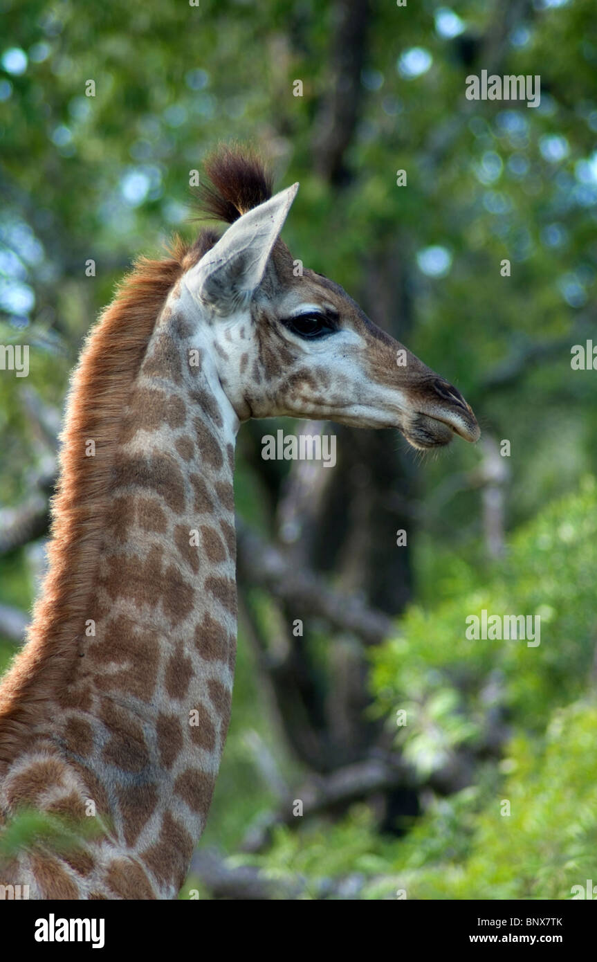 Young giraffe portrait Stock Photo