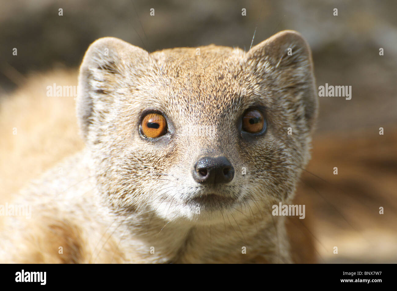 Yellow mongoose looking into camera Stock Photo