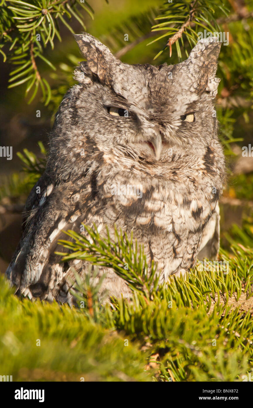 Eastern Screech Owl, Megascops asio, native to eastern North America. Stock Photo