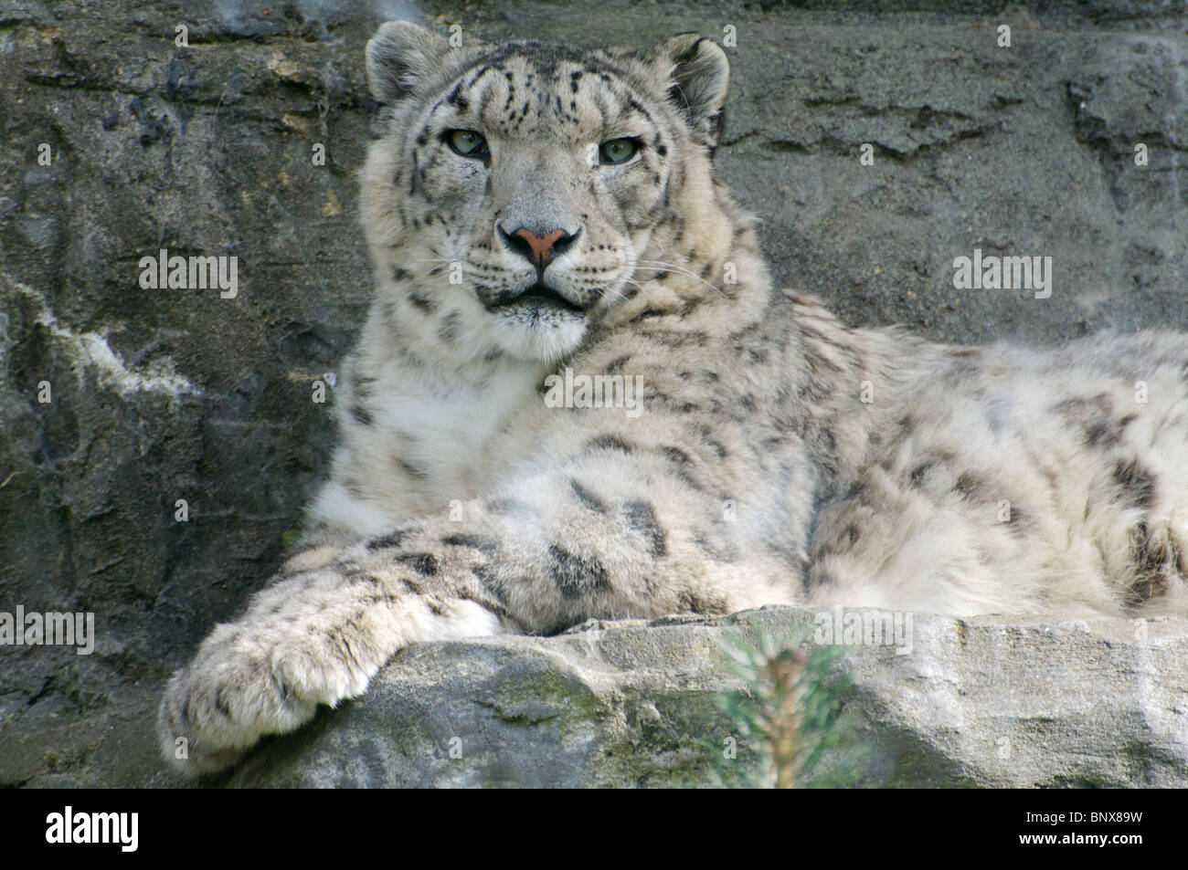 Female snow leopard lying down, looking at camera Stock Photo