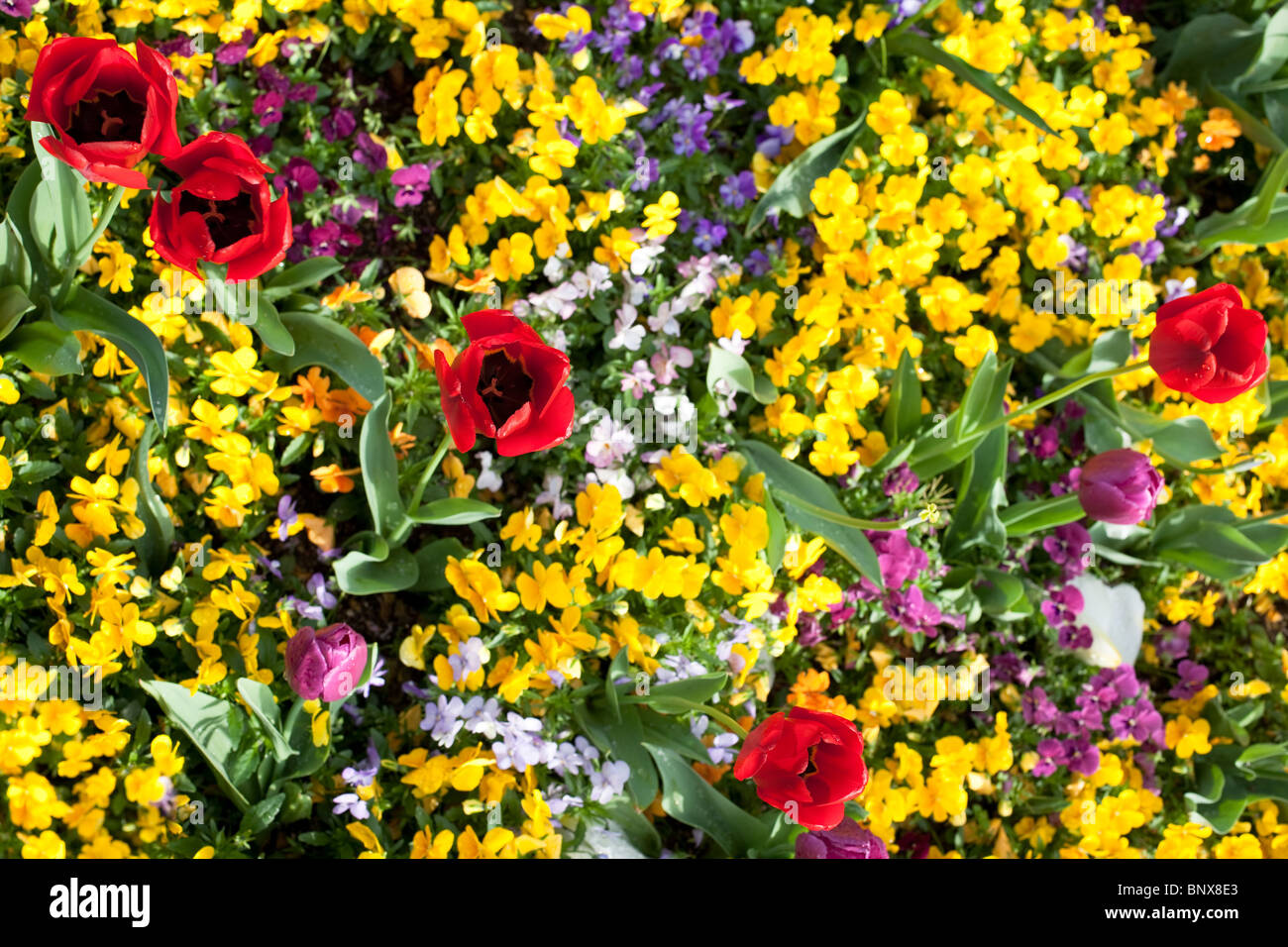 Flowers background with red roses Stock Photo - Alamy