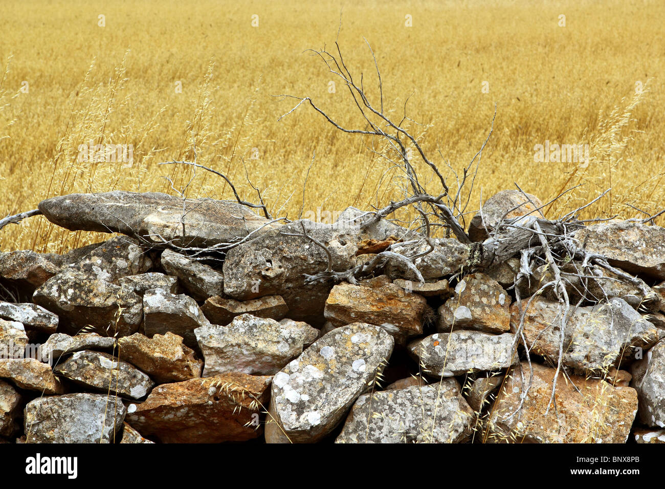 masonry stone wall golden summer field Formentera Balearic Islands Stock Photo