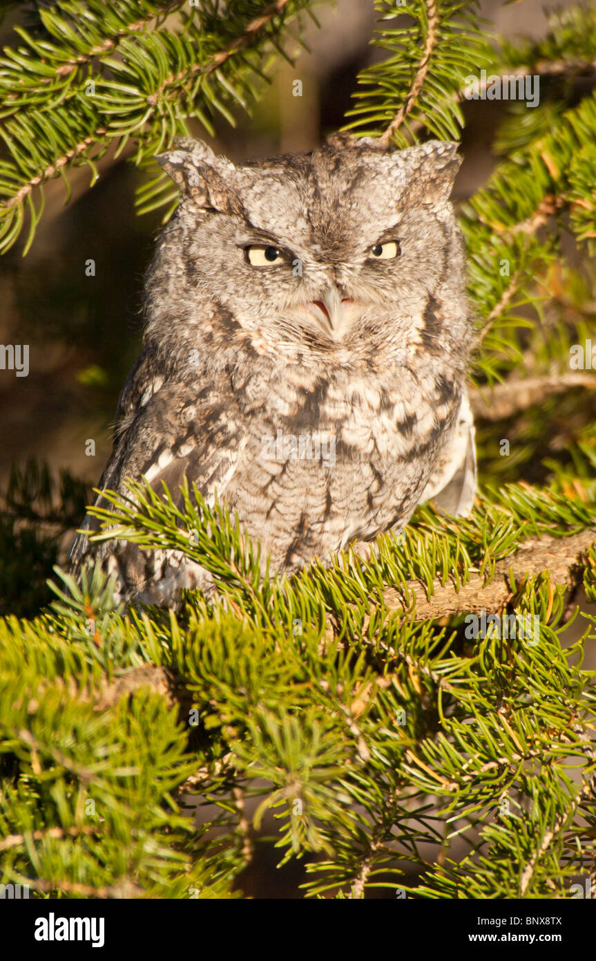Eastern Screech Owl, Megascops asio, native to eastern North America. Stock Photo