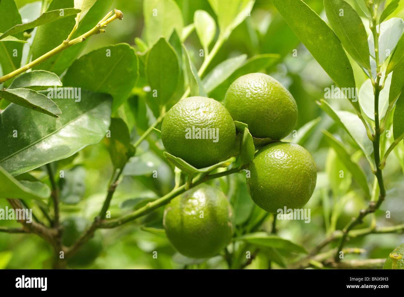 Oranges in an orange tree hi-res stock photography and images - Alamy