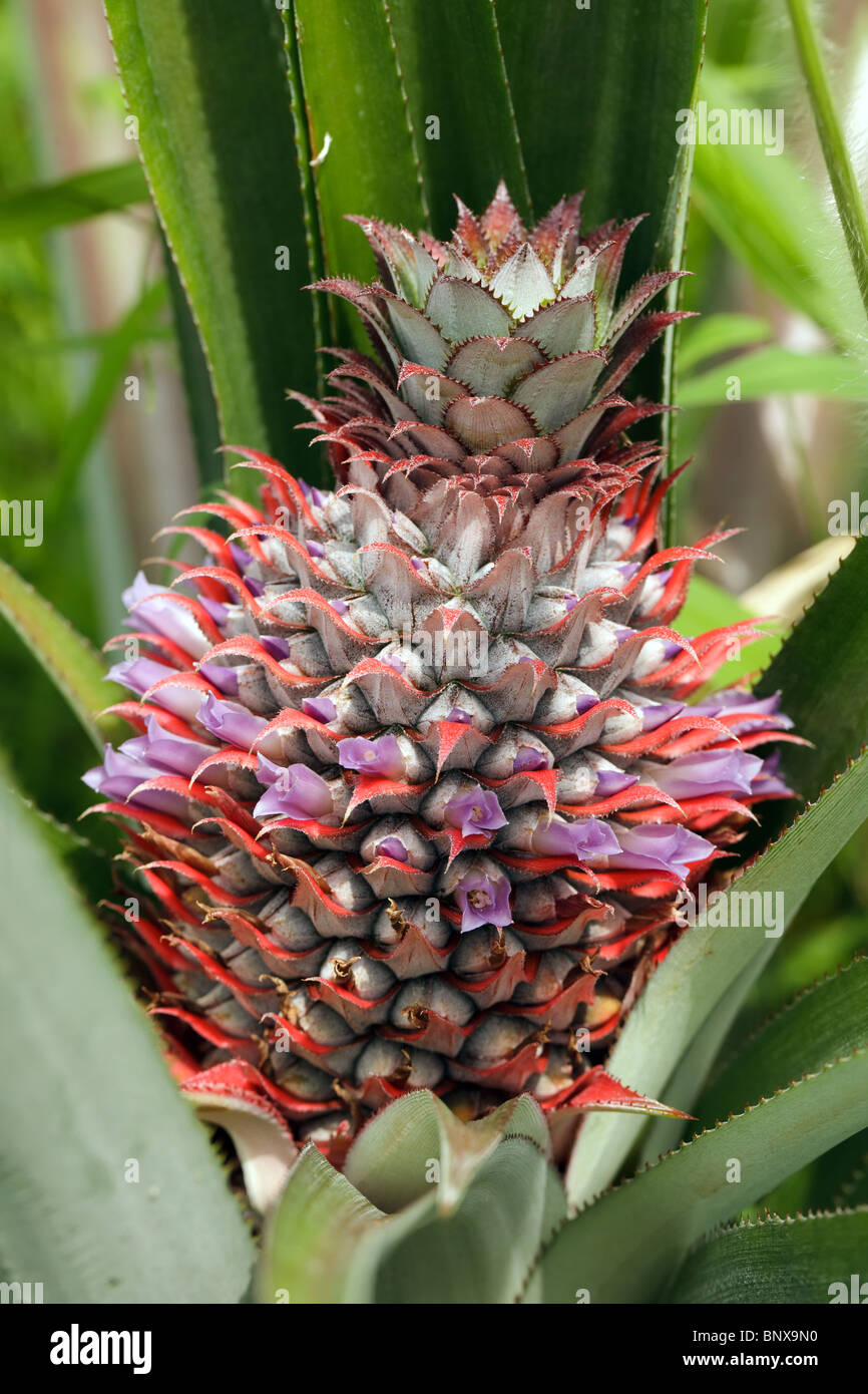 Pink pineapple plant hi-res stock photography and images - Alamy