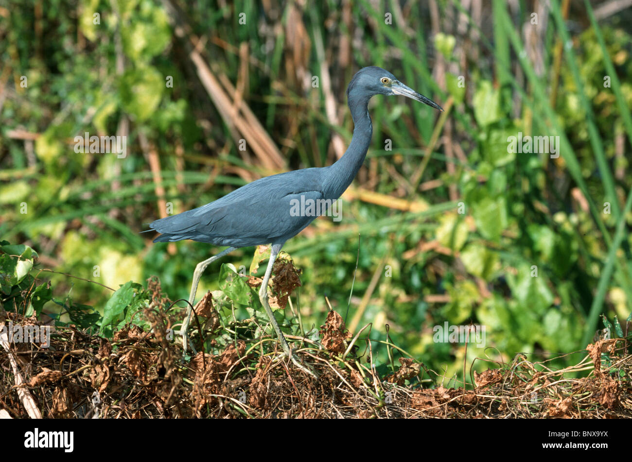 Little Blue Heron Stock Photo