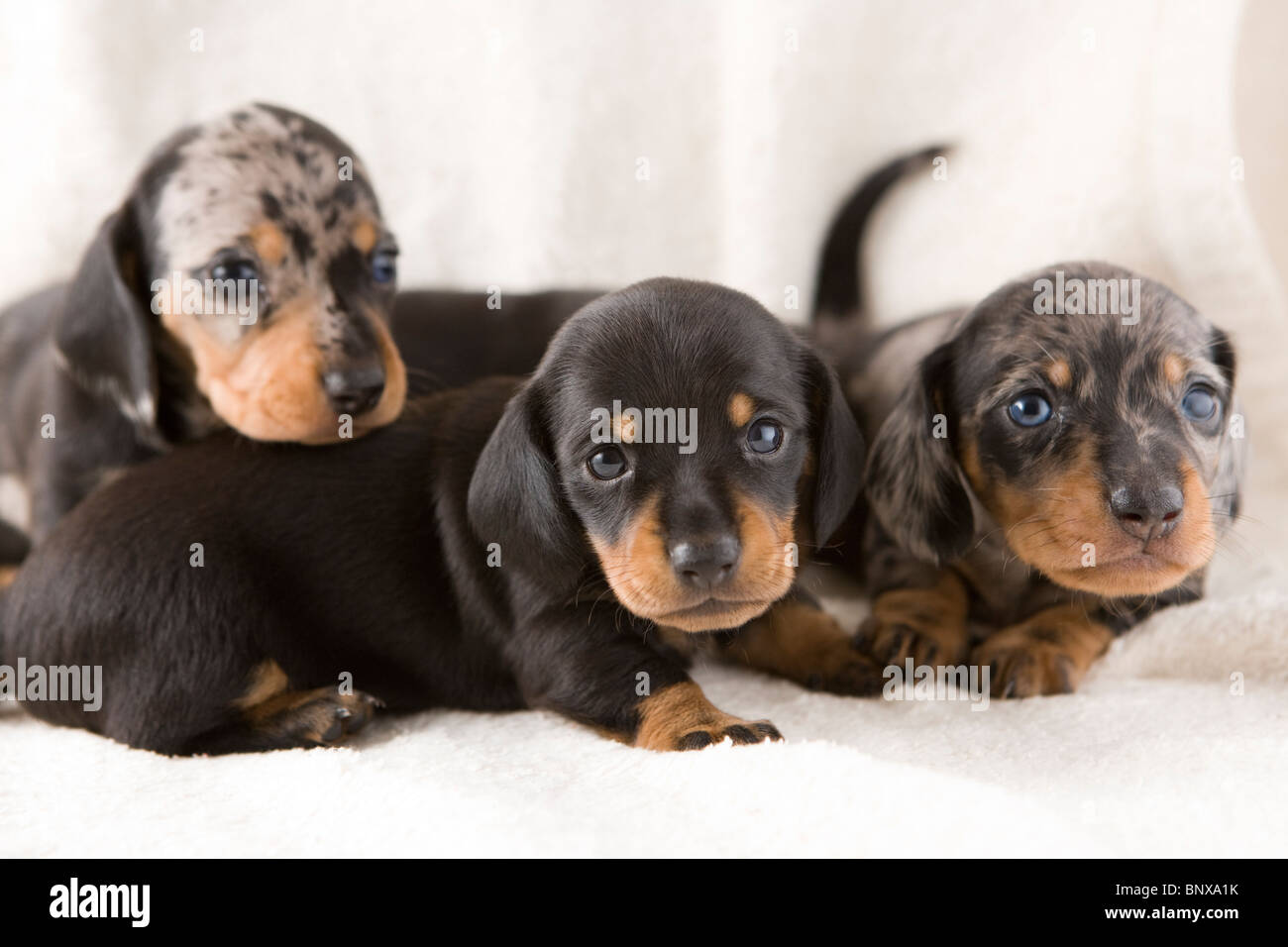 4 week old dachshund puppies