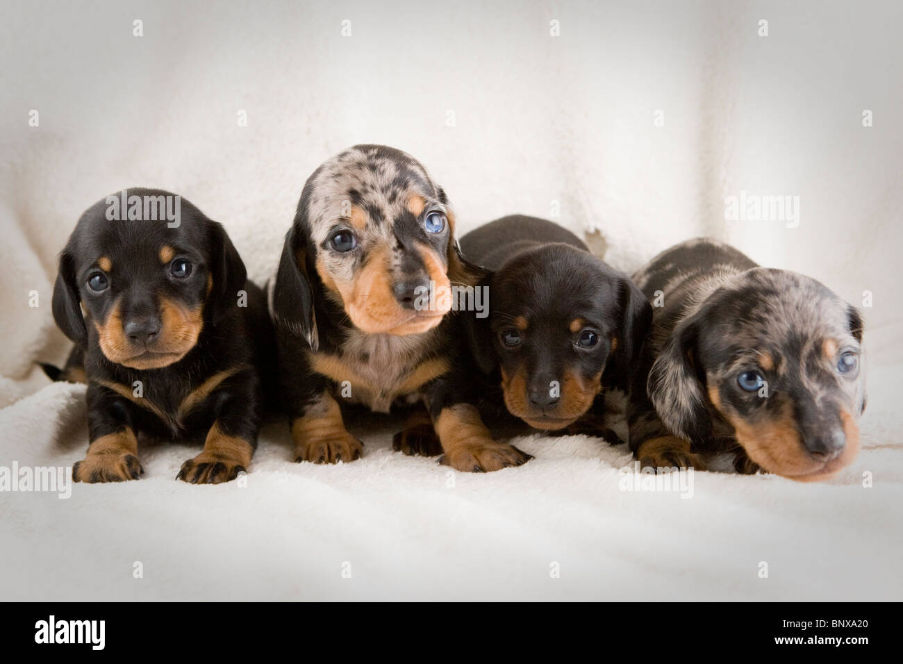 Two week old litter of dapple Dachshund puppies. Stock Photo