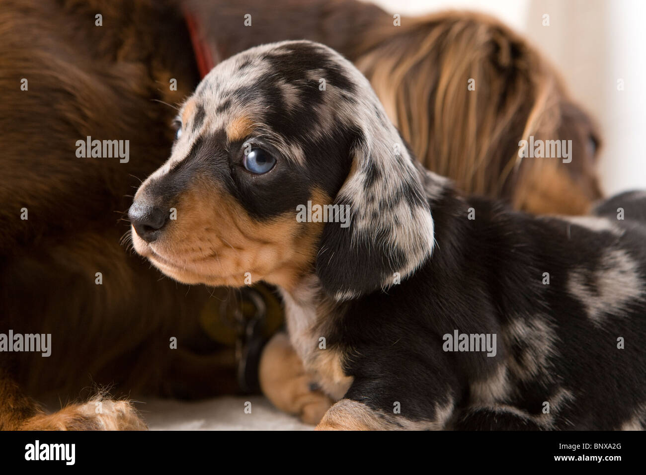 Two week old dapple Dachshund puppies. Stock Photo