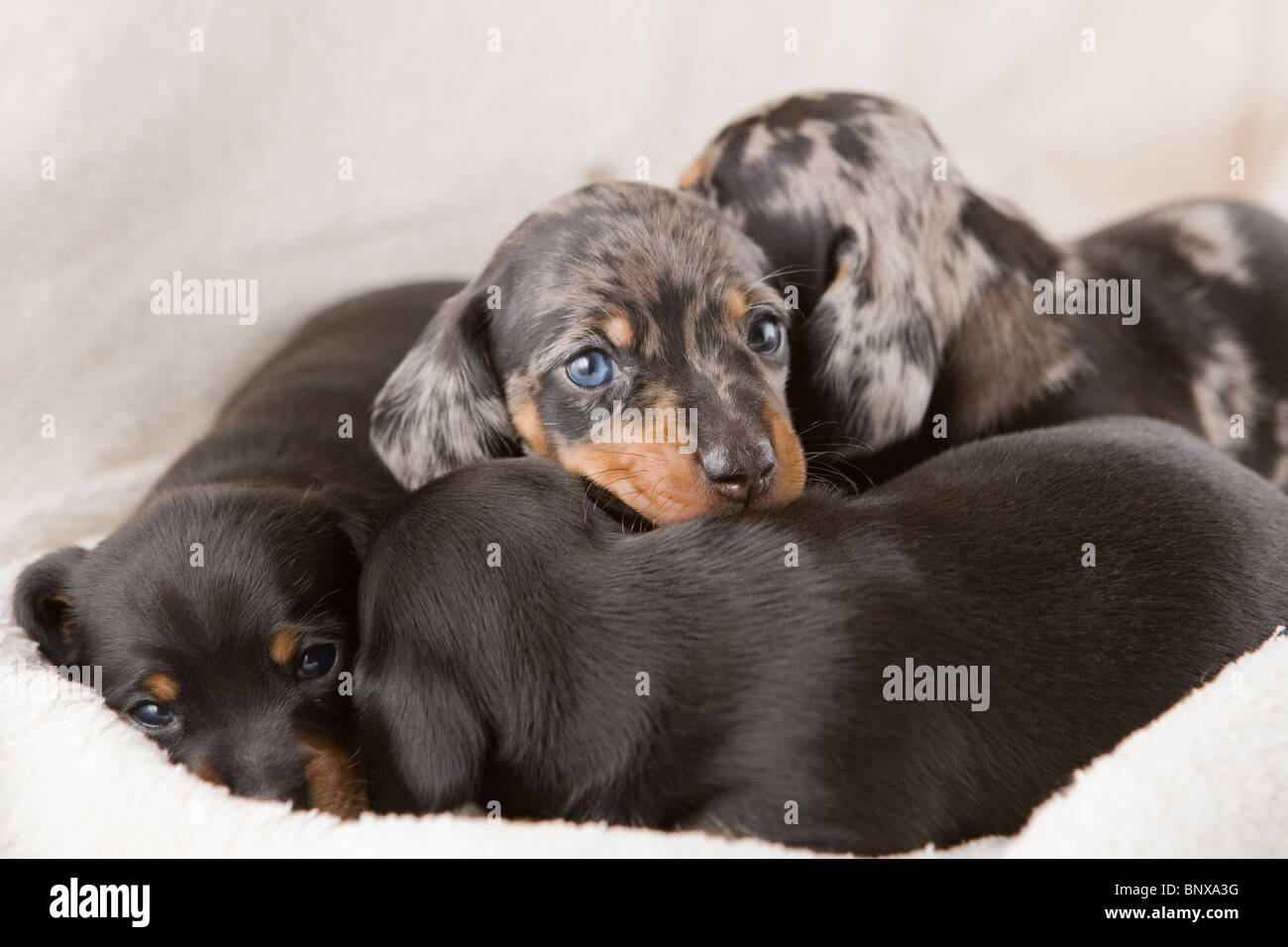 Two week old litter of dapple Dachshund puppies. Stock Photo