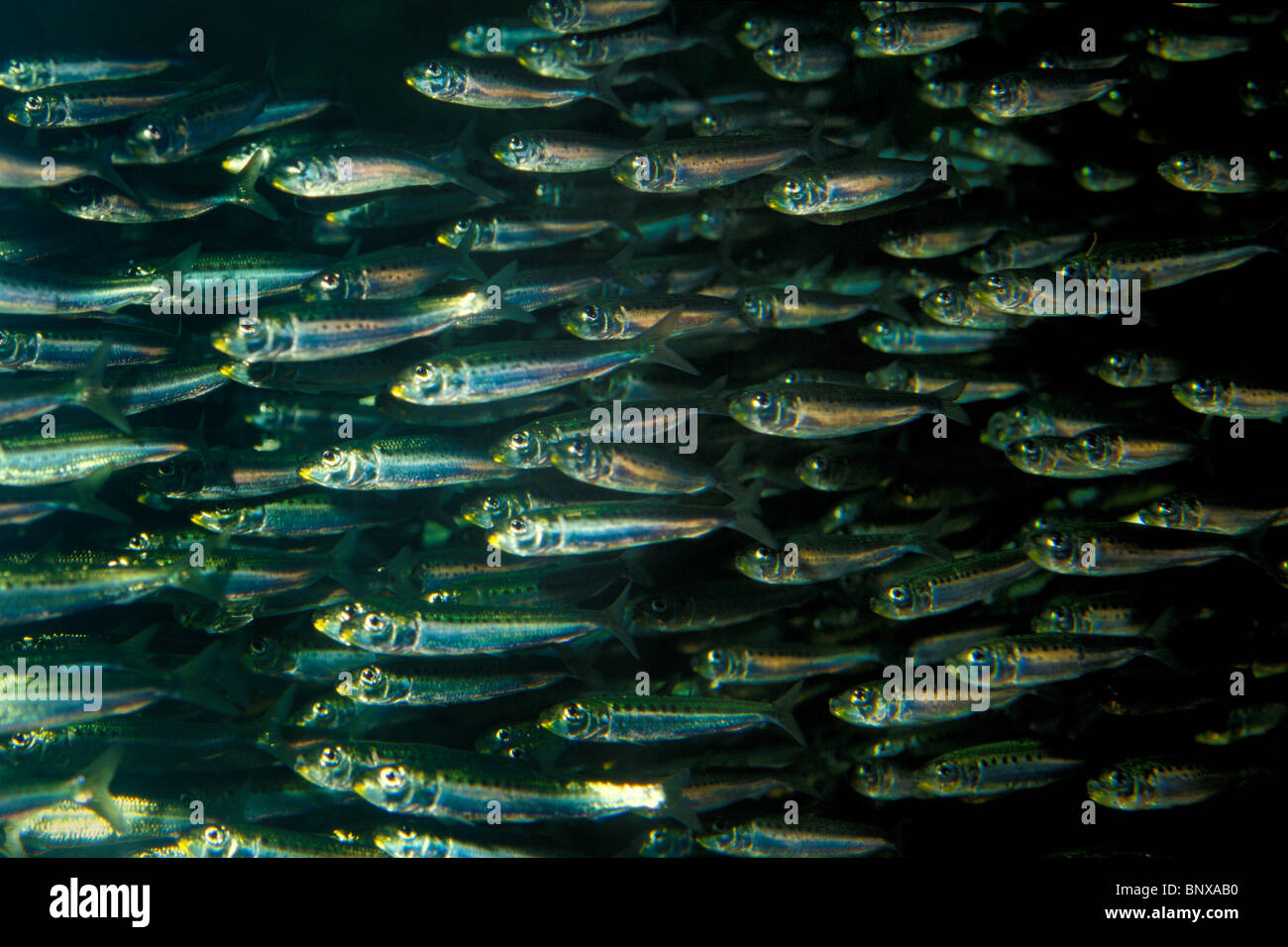Pacific sardine, Sardinops sagax, Pacific ocean Stock Photo