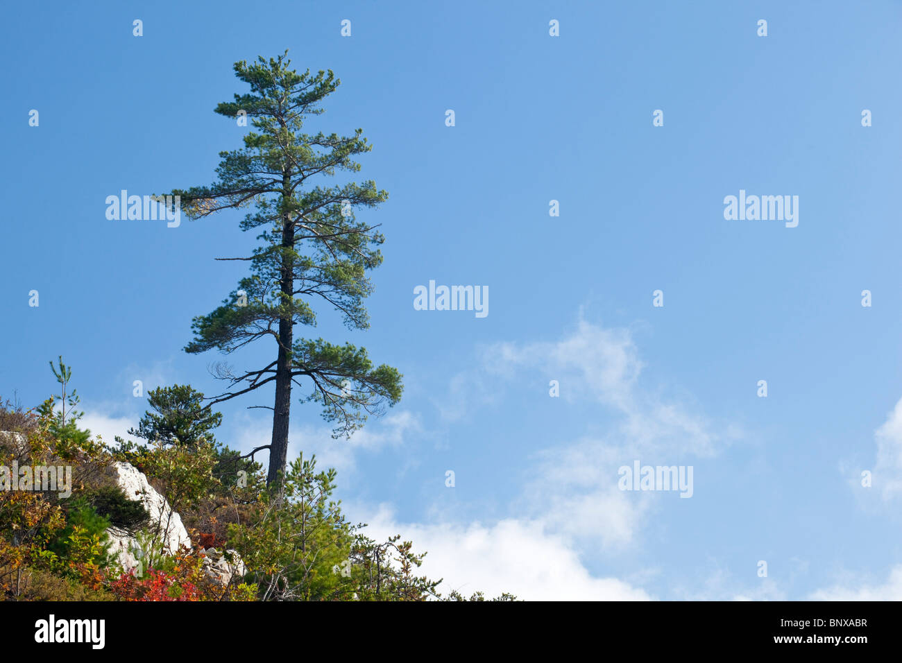White pine on hillside, Willisville, Ontario, Canada. Stock Photo