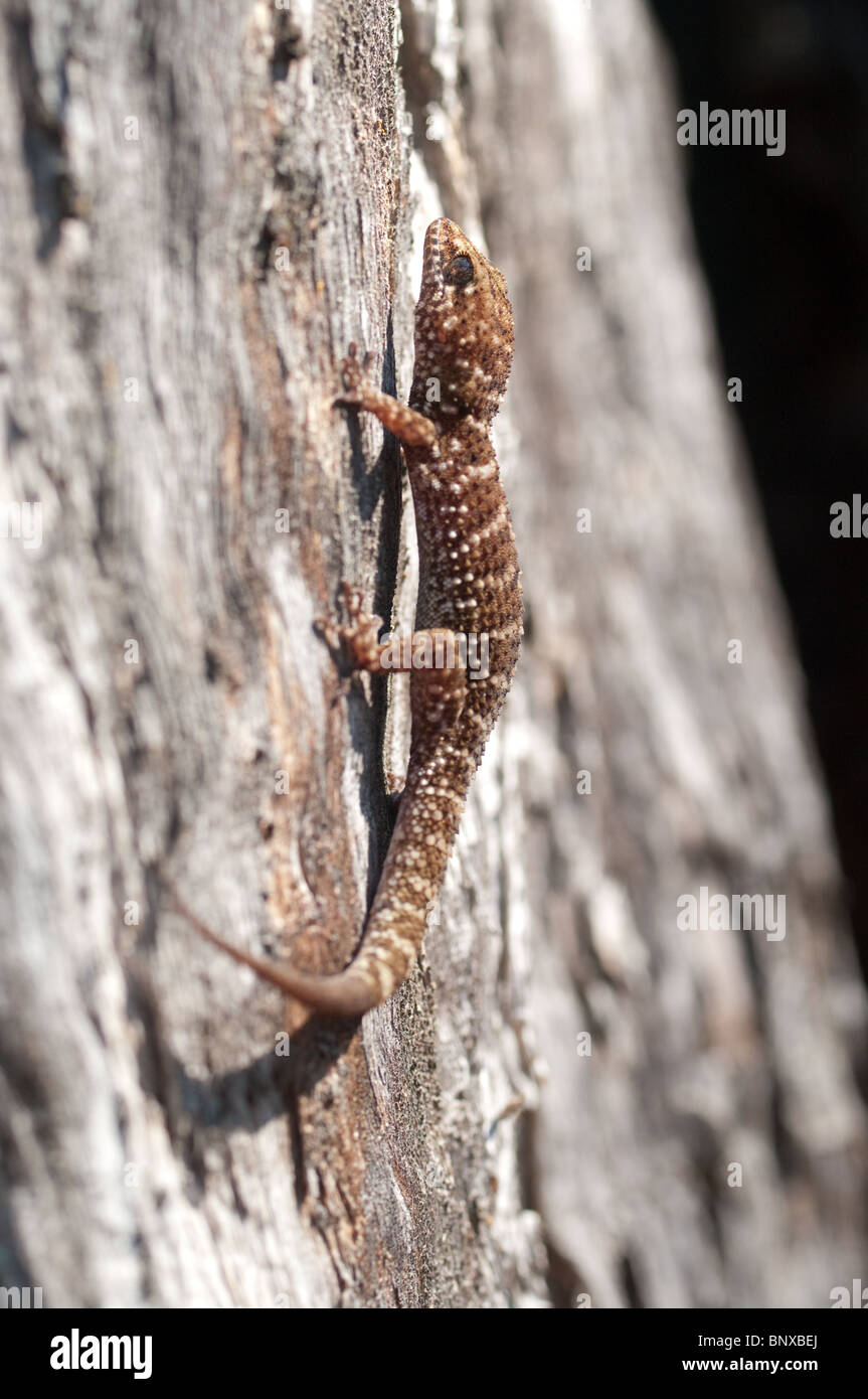 gecko climbing a tree Stock Photo Alamy