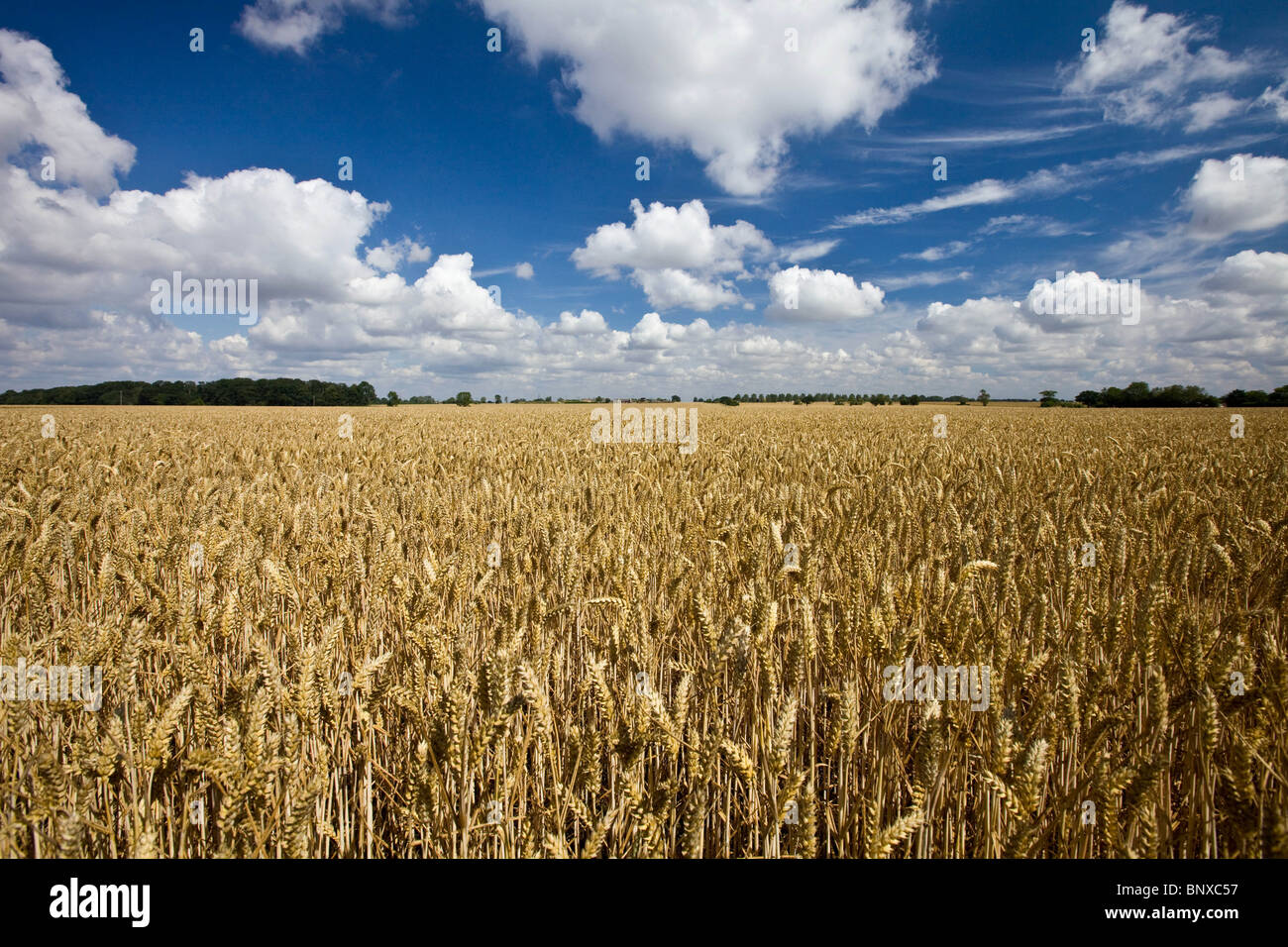 Wheat Ready For Harvest Stock Photo - Alamy