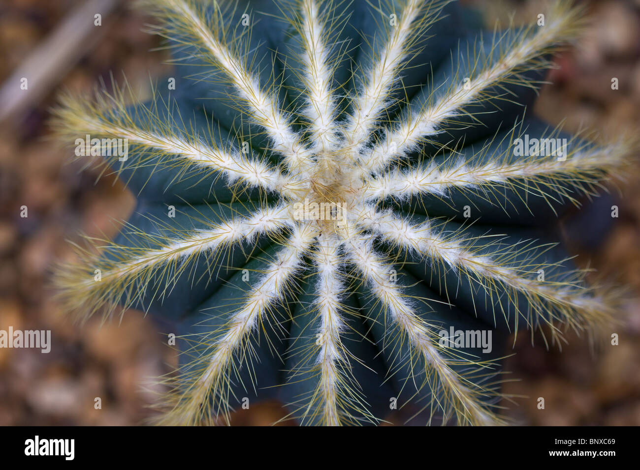 Cactus, Notocactus magnificus Stock Photo
