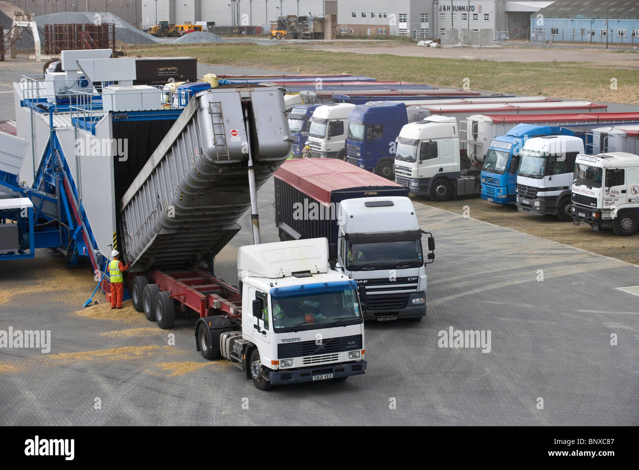 Grain lorries tipping at Great Yarmouth grain terminal Stock Photo