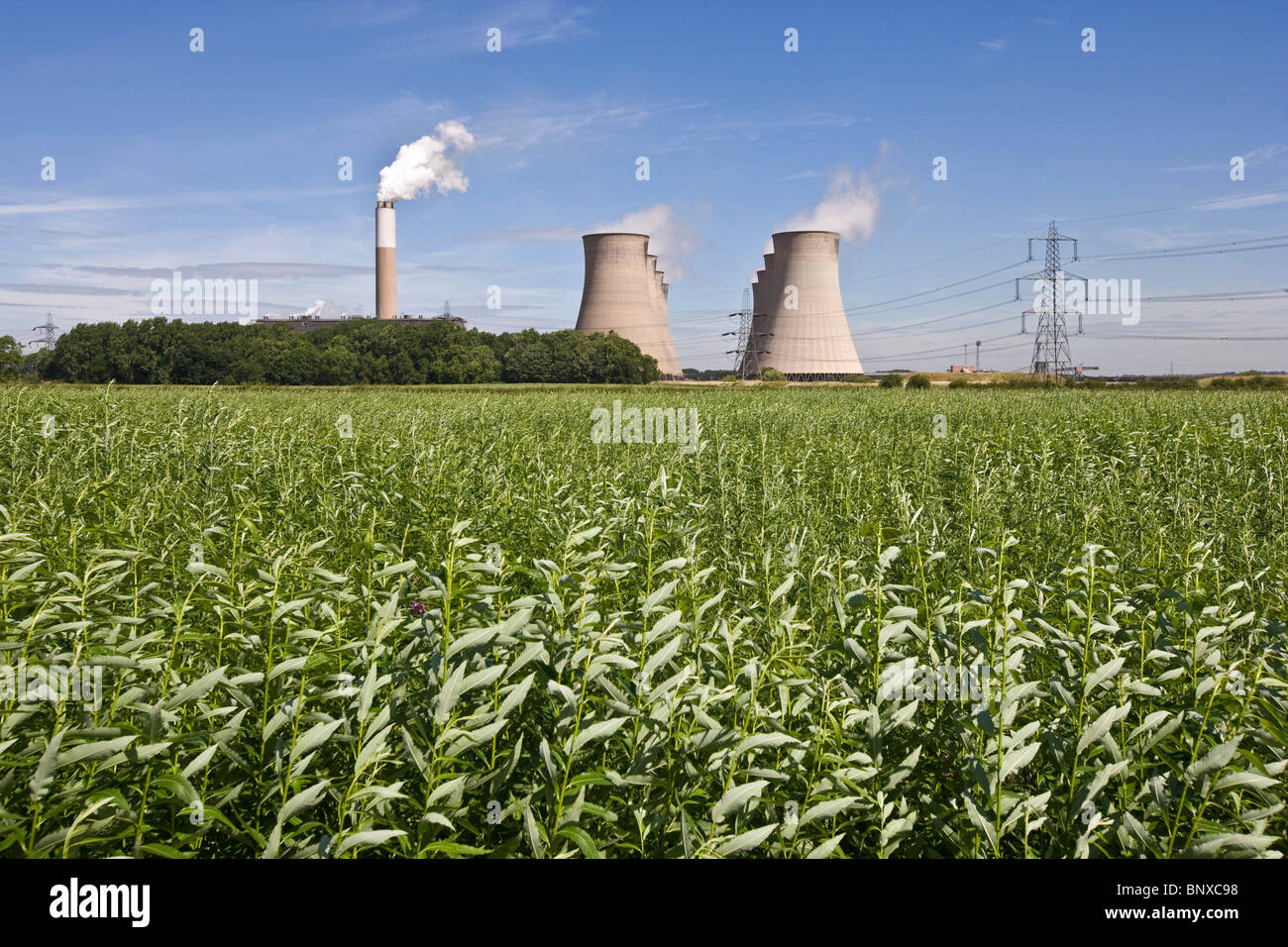 Willow being grown for use as fuel with Cottam Power Station In The Background,Nottinghamshire,England Stock Photo