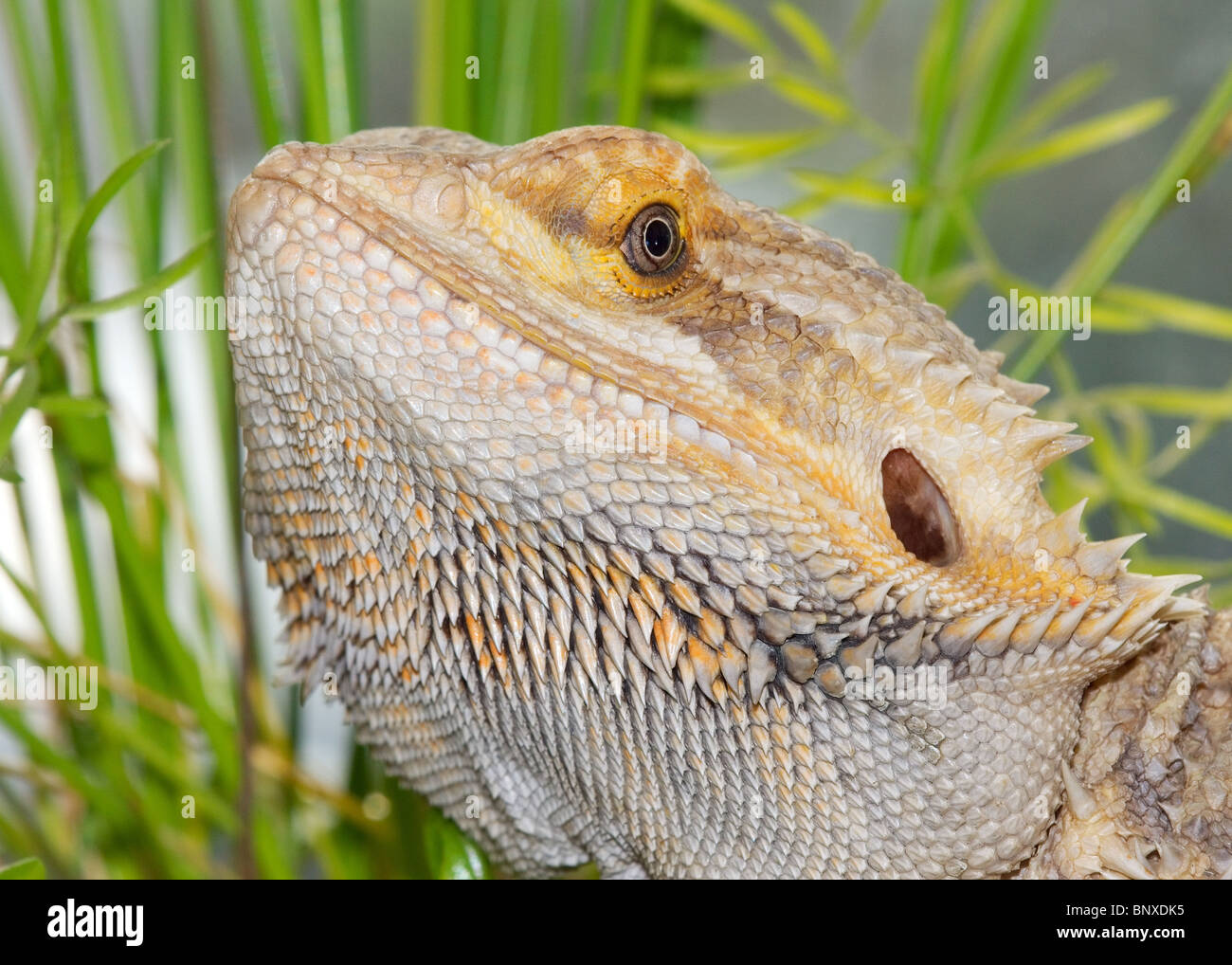 captive Bearded Dragon Amphibolurus barbatus Stock Photo