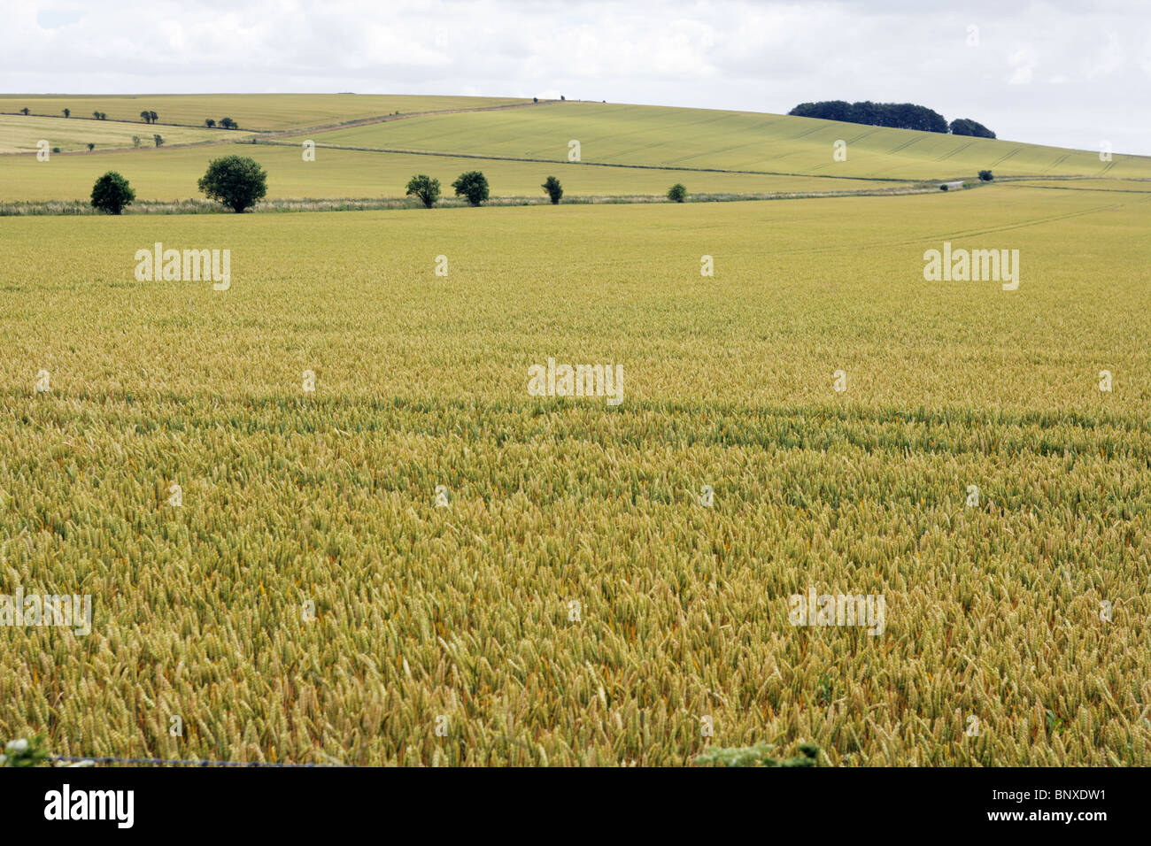 Rolling fields of Wheat near Calne Wiltshire England Stock Photo Alamy