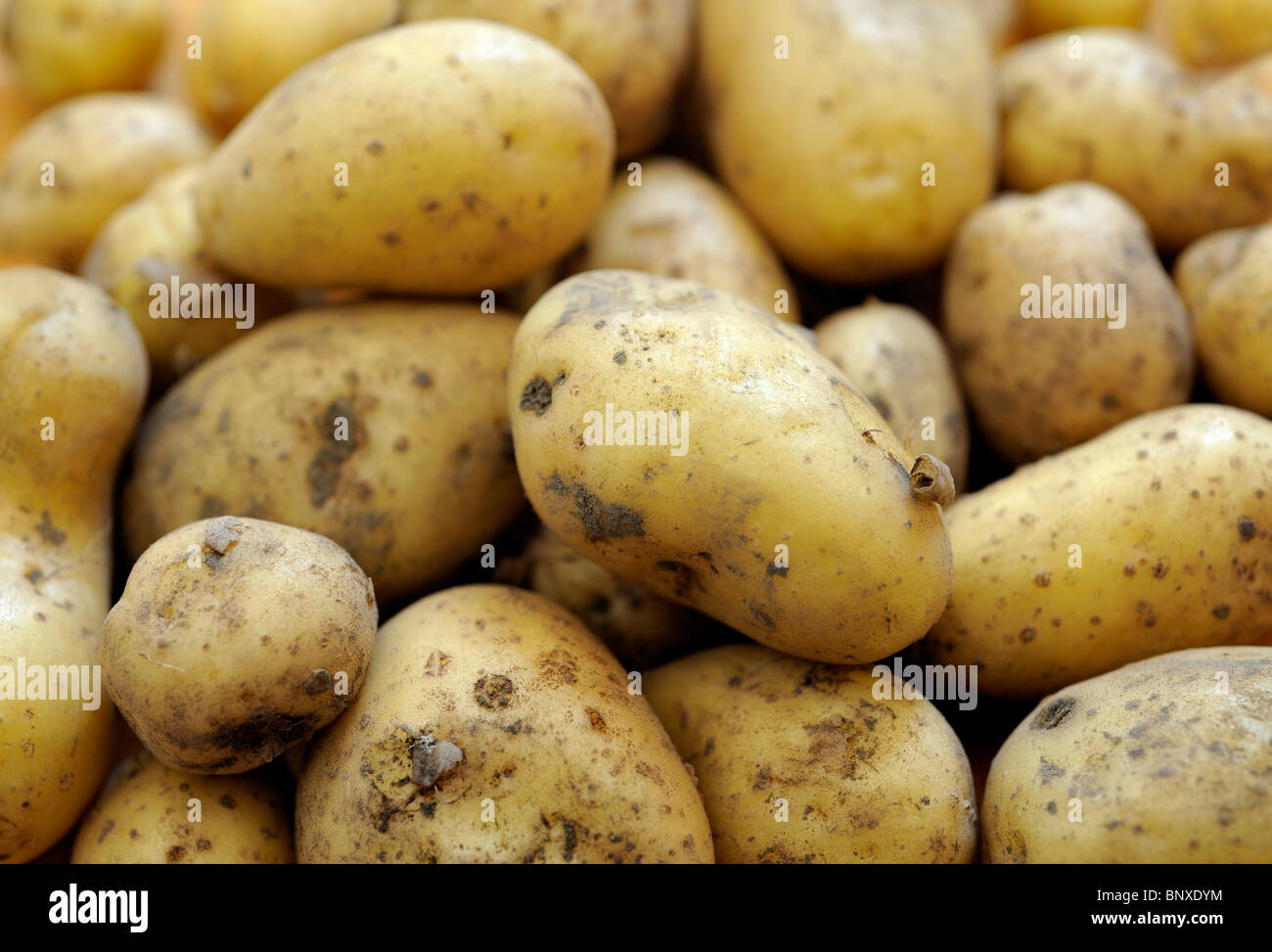 FRESH CHARLOTTE POTATOES Stock Photo