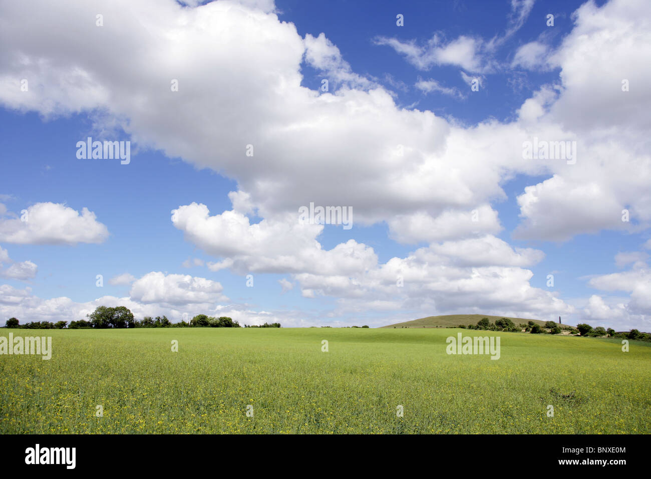 Summer fields near Calne Wiltshire with the obelisk known as the Lansdowne Monument in the distance. Stock Photo