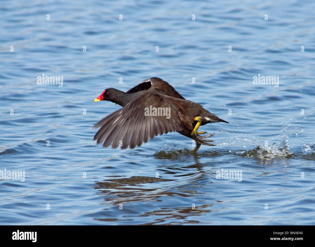 Moorhen, Gallinula chloropus, photographed at Marton Mere nature reserve, Blackpool Stock Photo