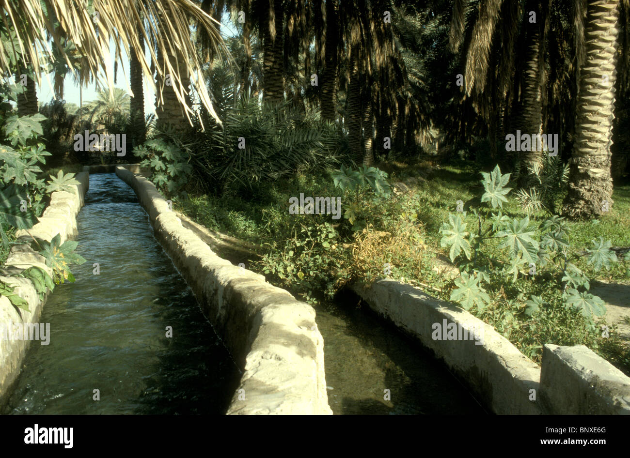 Traditional falaj system irrigation in a date oasis in Saudi Arabia