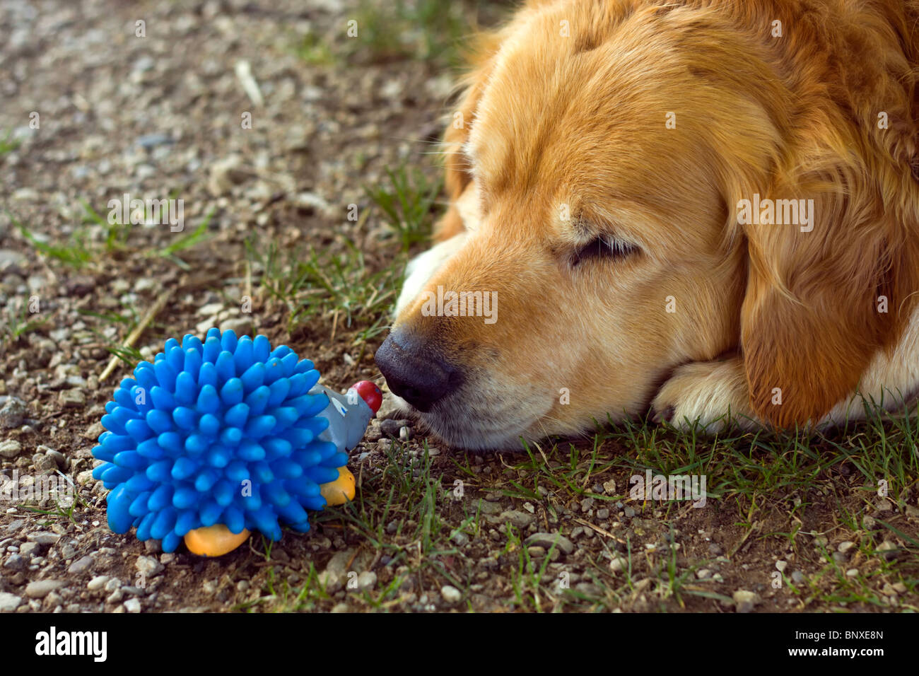 Dog playing with his toy Stock Photo - Alamy