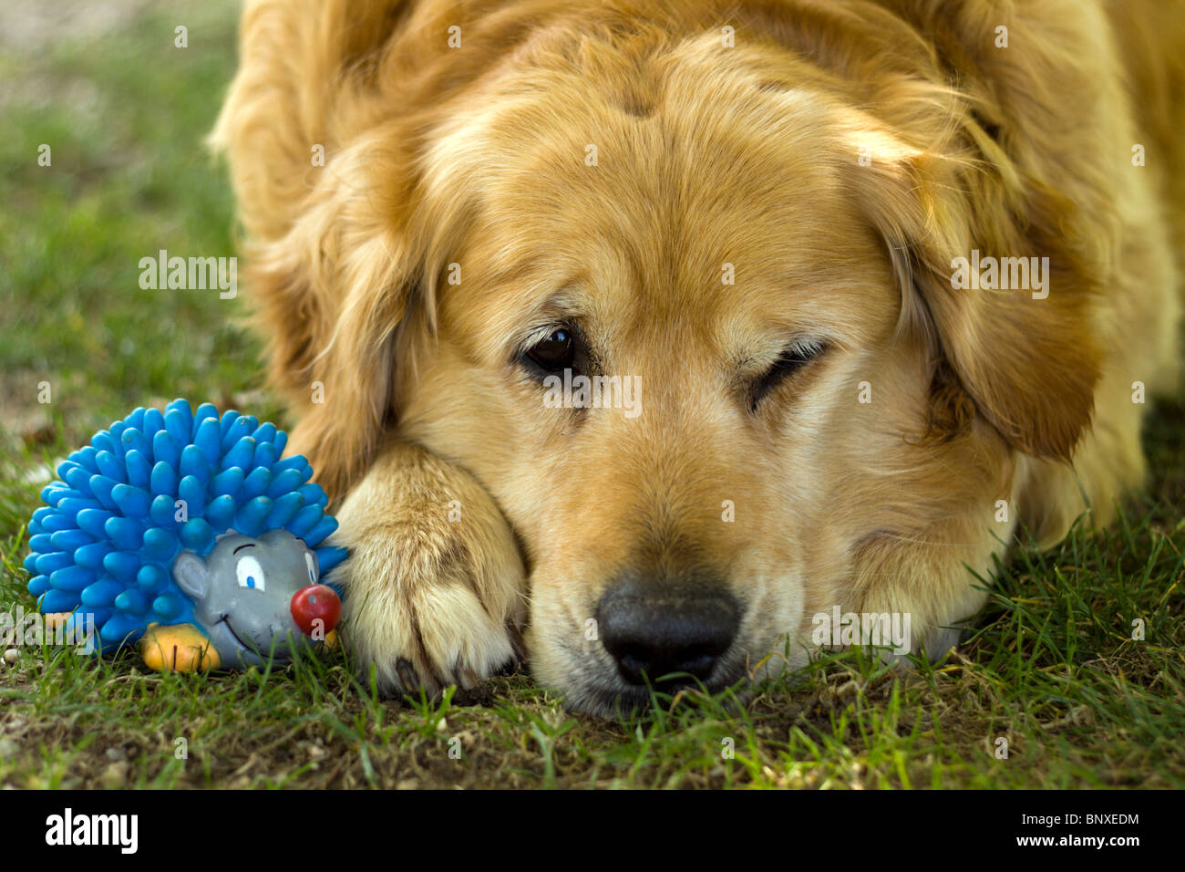 Sad golden retriever lying in the grass with his toy Stock Photo - Alamy