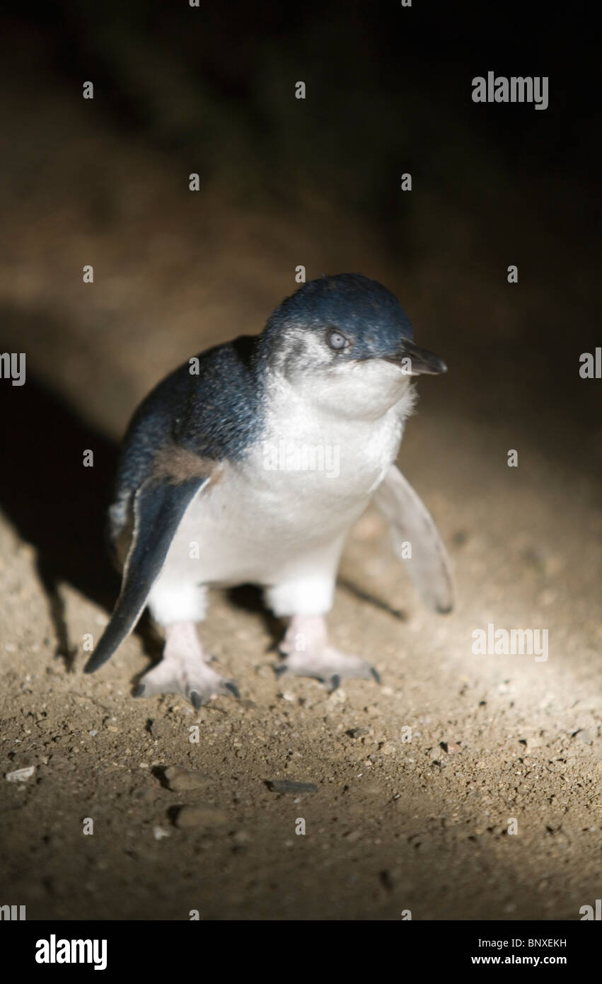 A fairy penguin (Eudyptula minor). Redbill Beach, Bicheno, Tasmania