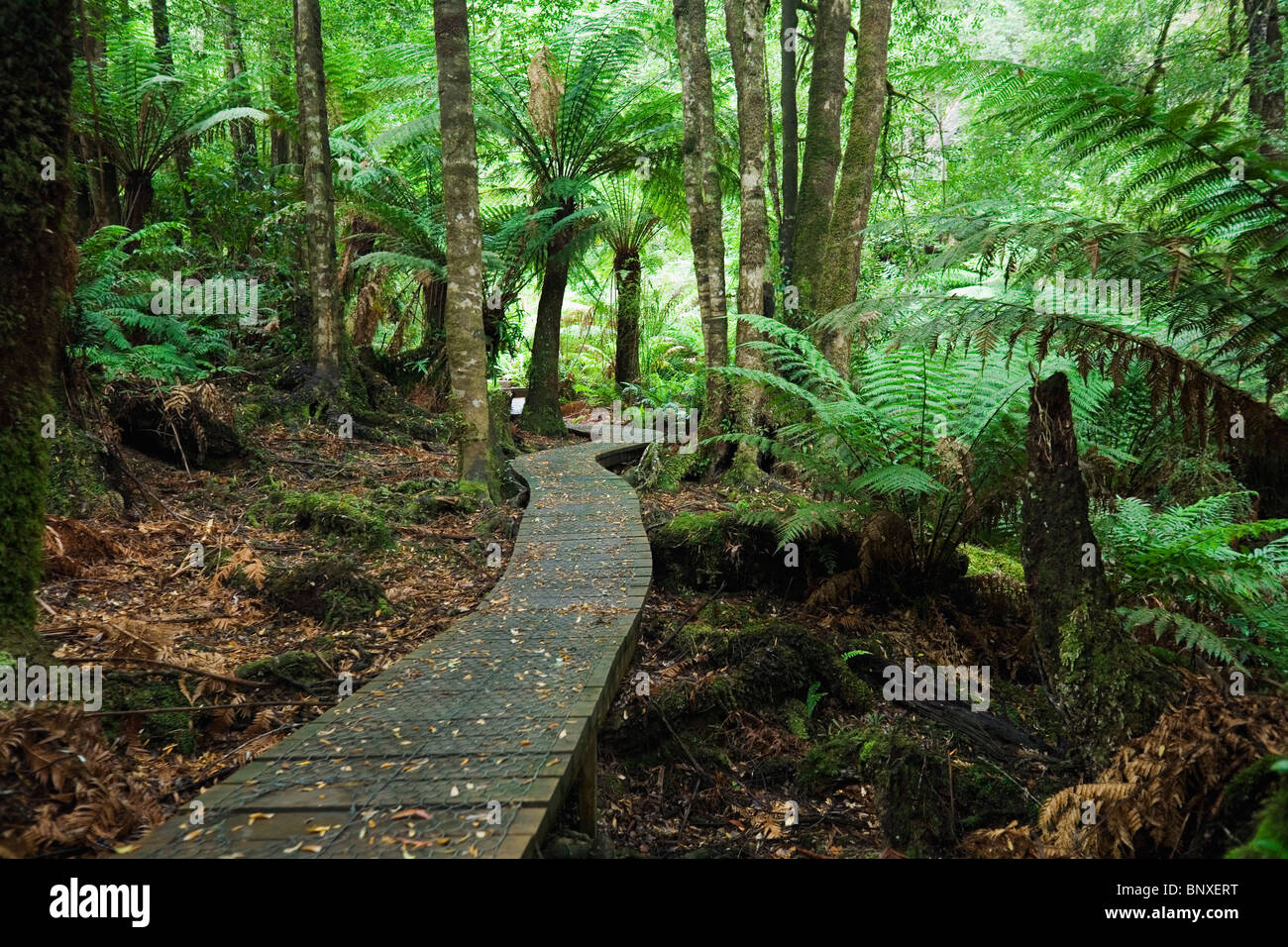 Wielangta rainforest boardwalk in southeast Tasmania, AUSTRALIA Stock Photo
